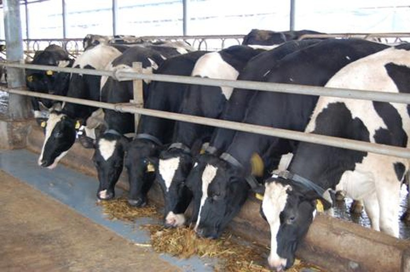 Sữa bò có phù hợp với người Việt không? - ảnh 2