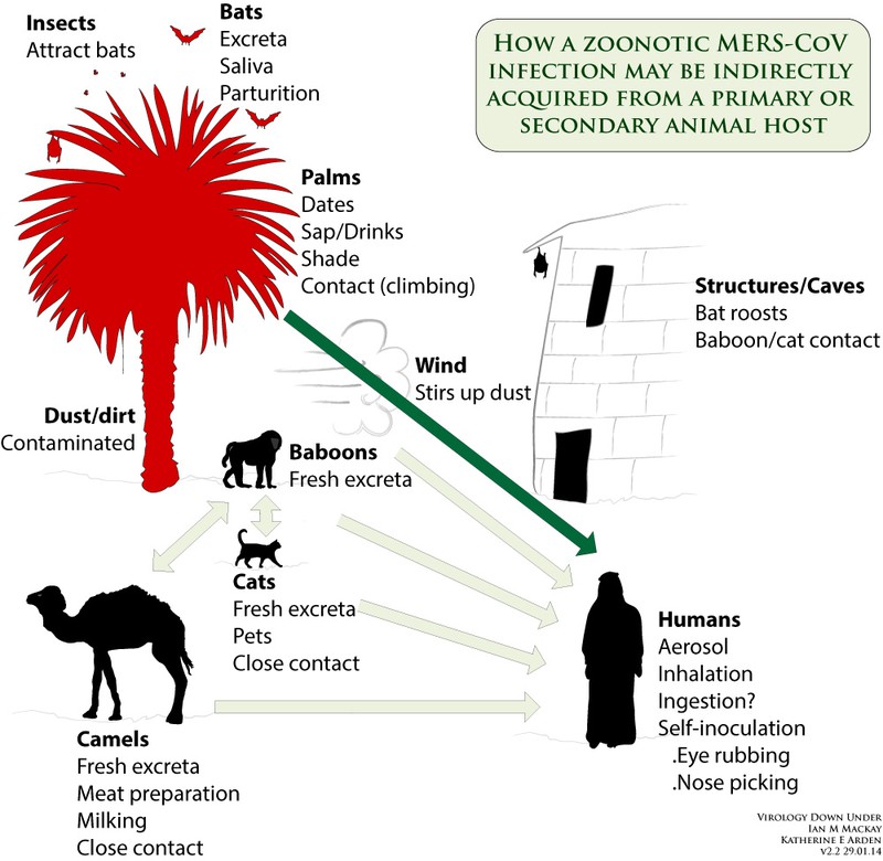 Dịch Mers-Cov nguy hiểm đến mức nào? - ảnh 1