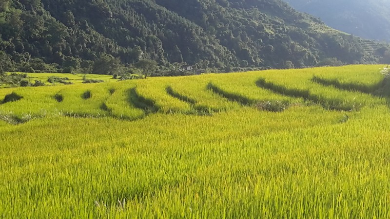 Ngỡ ngàng