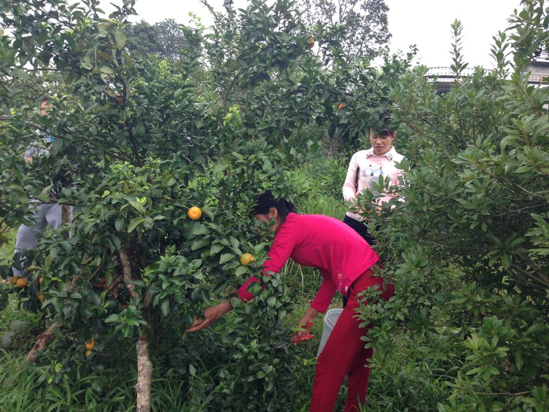 Người dân TP. Móng Cái sợ cam Trung Quốc, đua nhau vào vườn cam sạch mua hàng - ảnh 1