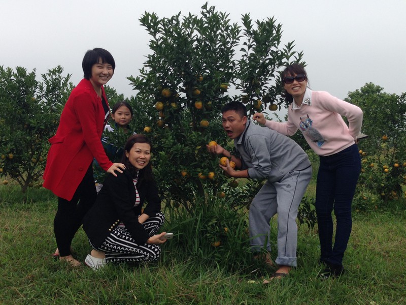 Người dân TP. Móng Cái sợ cam Trung Quốc, đua nhau vào vườn cam sạch mua hàng - ảnh 2