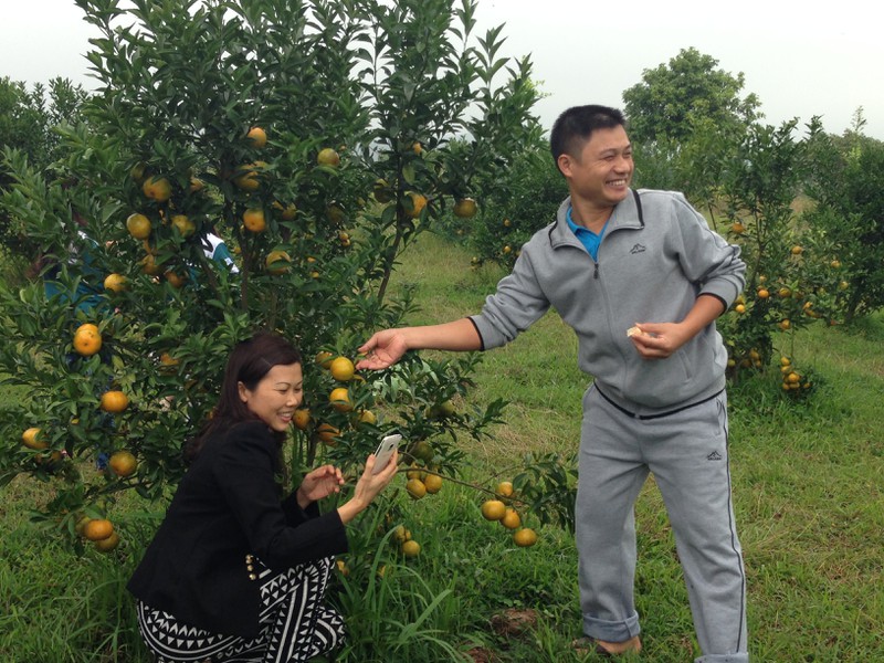 Người dân TP. Móng Cái sợ cam Trung Quốc, đua nhau vào vườn cam sạch mua hàng - ảnh 3