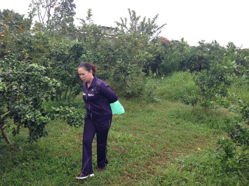 Người dân TP. Móng Cái sợ cam Trung Quốc, đua nhau vào vườn cam sạch mua hàng - ảnh 4