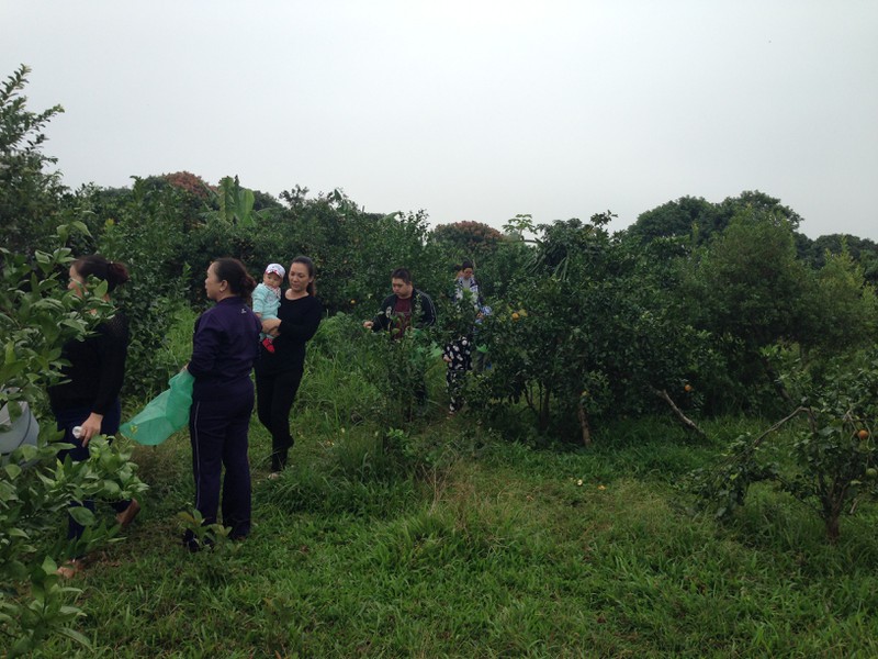 Người dân TP. Móng Cái sợ cam Trung Quốc, đua nhau vào vườn cam sạch mua hàng - ảnh 5
