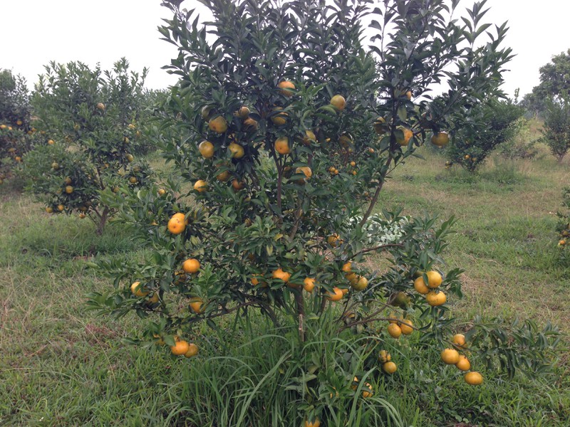 Người dân TP. Móng Cái sợ cam Trung Quốc, đua nhau vào vườn cam sạch mua hàng - ảnh 6