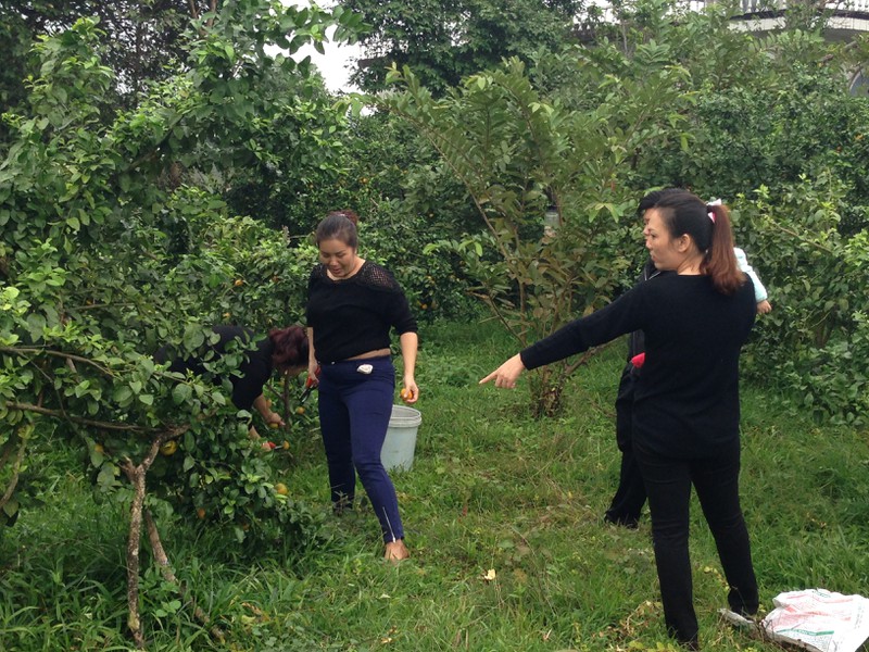 Người dân TP. Móng Cái sợ cam Trung Quốc, đua nhau vào vườn cam sạch mua hàng - ảnh 9