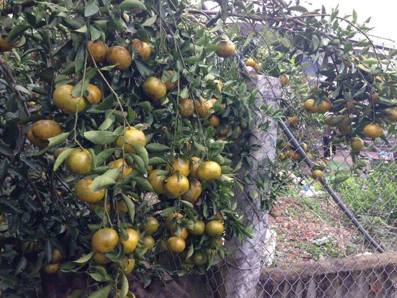 Người dân TP. Móng Cái sợ cam Trung Quốc, đua nhau vào vườn cam sạch mua hàng - ảnh 10