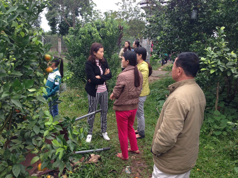 Người dân TP. Móng Cái sợ cam Trung Quốc, đua nhau vào vườn cam sạch mua hàng - ảnh 12