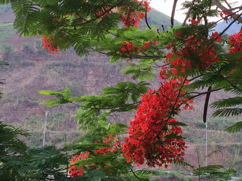 Đẹp nao lòng sắc phượng sớm trên vùng trời Tây Bắc - ảnh 4