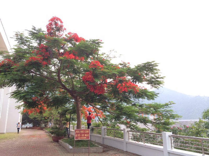 Đẹp nao lòng sắc phượng sớm trên vùng trời Tây Bắc - ảnh 1