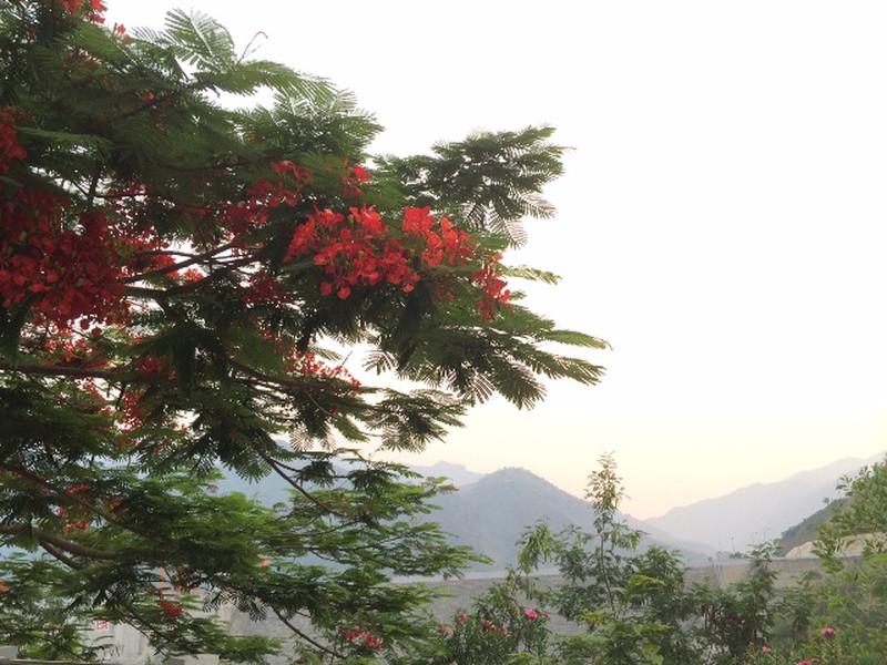 Đẹp nao lòng sắc phượng sớm trên vùng trời Tây Bắc - ảnh 2