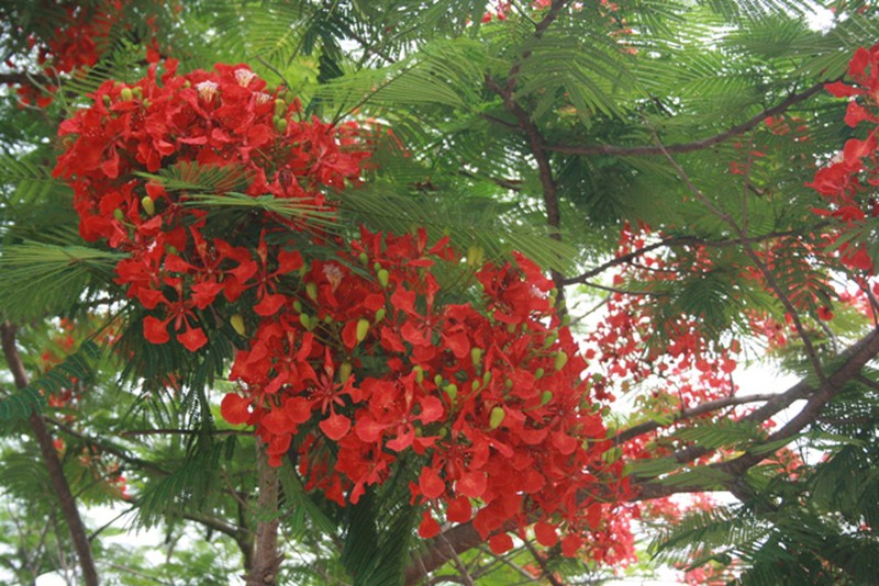 Đẹp nao lòng sắc phượng sớm trên vùng trời Tây Bắc - ảnh 5