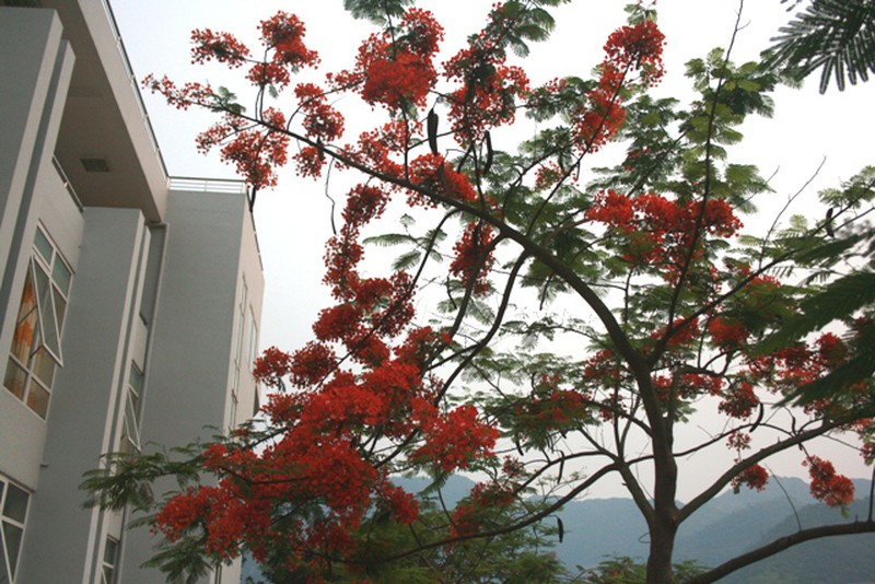 Đẹp nao lòng sắc phượng sớm trên vùng trời Tây Bắc - ảnh 3