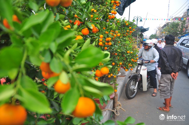 Thưởng lãm chợ hoa độc nhất “trên bến dưới thuyền” ở Sài Gòn - ảnh 2