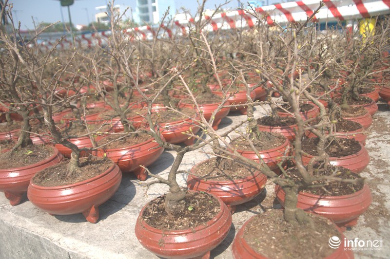 Thưởng lãm chợ hoa độc nhất “trên bến dưới thuyền” ở Sài Gòn - ảnh 3