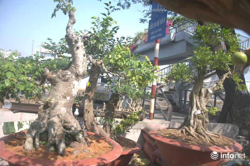 Thưởng lãm chợ hoa độc nhất “trên bến dưới thuyền” ở Sài Gòn - ảnh 4