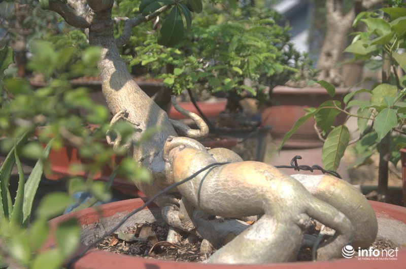 Thưởng lãm chợ hoa độc nhất “trên bến dưới thuyền” ở Sài Gòn - ảnh 5