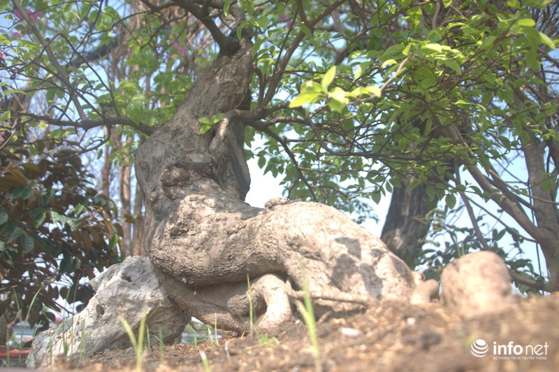 Thưởng lãm chợ hoa độc nhất “trên bến dưới thuyền” ở Sài Gòn - ảnh 6