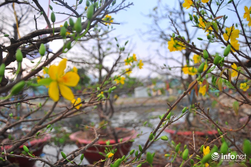 Thưởng lãm chợ hoa độc nhất “trên bến dưới thuyền” ở Sài Gòn - ảnh 7