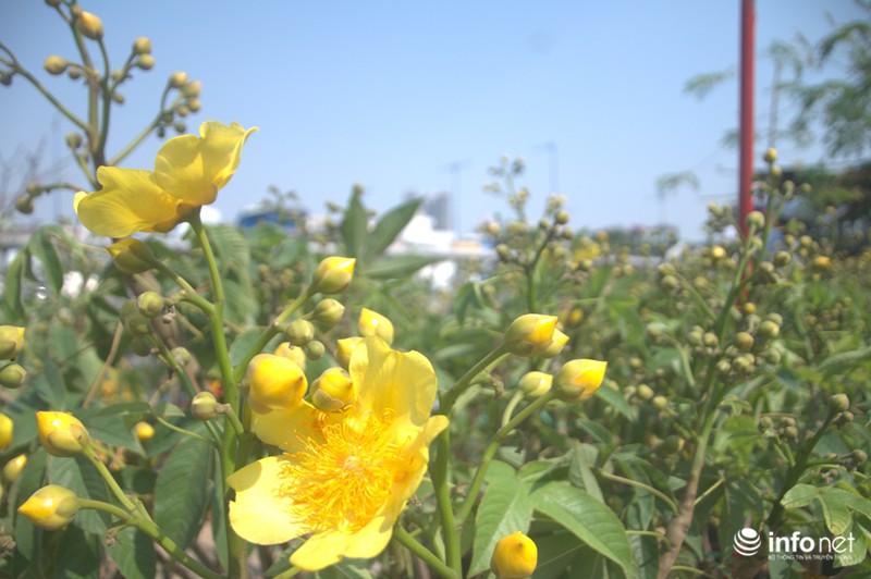 Thưởng lãm chợ hoa độc nhất “trên bến dưới thuyền” ở Sài Gòn - ảnh 9