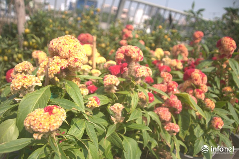 Thưởng lãm chợ hoa độc nhất “trên bến dưới thuyền” ở Sài Gòn - ảnh 10