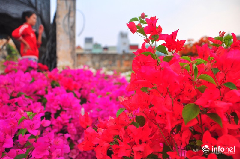 Thưởng lãm chợ hoa độc nhất “trên bến dưới thuyền” ở Sài Gòn - ảnh 11