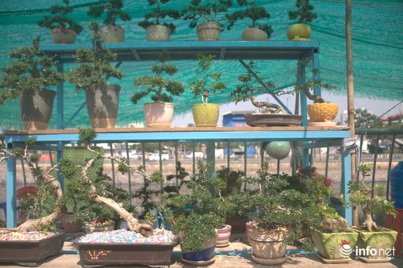 Thưởng lãm chợ hoa độc nhất “trên bến dưới thuyền” ở Sài Gòn - ảnh 12