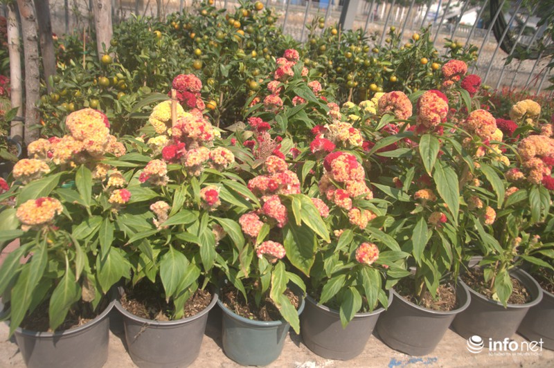 Thưởng lãm chợ hoa độc nhất “trên bến dưới thuyền” ở Sài Gòn - ảnh 14