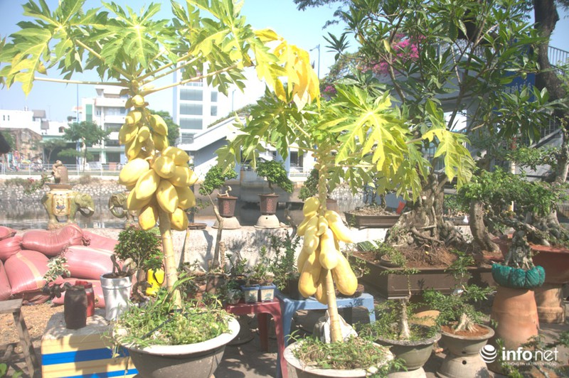 Thưởng lãm chợ hoa độc nhất “trên bến dưới thuyền” ở Sài Gòn - ảnh 17