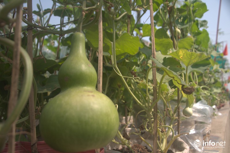 Thưởng lãm chợ hoa độc nhất “trên bến dưới thuyền” ở Sài Gòn - ảnh 15