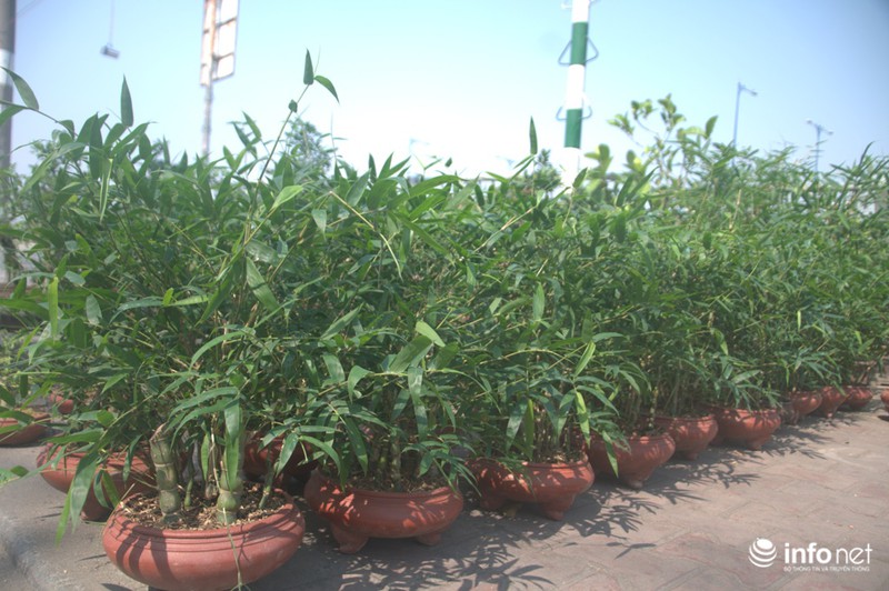 Thưởng lãm chợ hoa độc nhất “trên bến dưới thuyền” ở Sài Gòn - ảnh 16