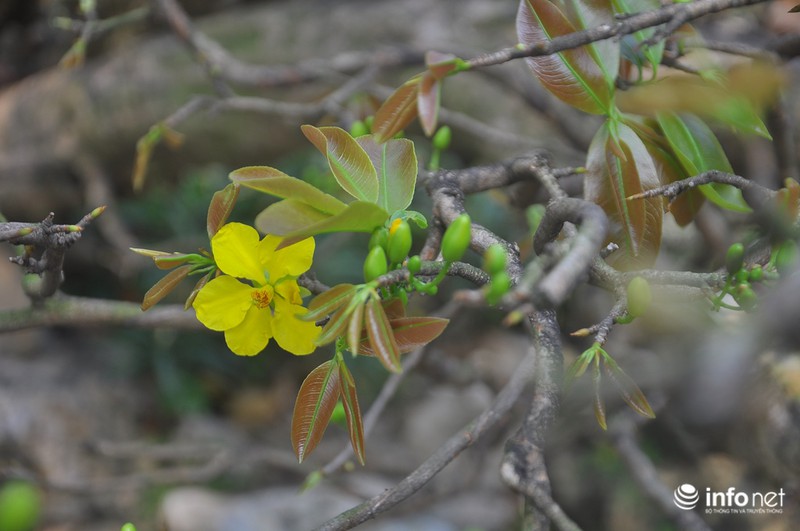 Mai vàng “triệu cây có một” giá 2 tỷ ở Sài Gòn - ảnh 5
