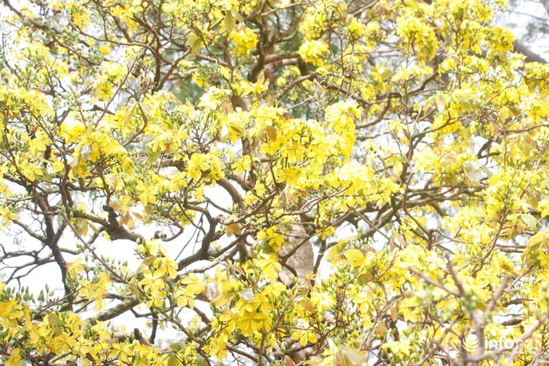 Mai vàng “triệu cây có một” giá 2 tỷ ở Sài Gòn - ảnh 6