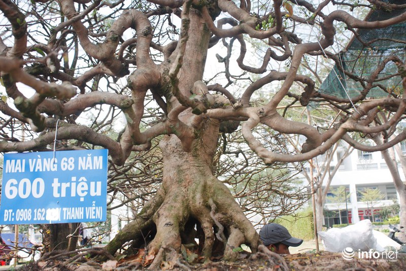 Mai vàng “triệu cây có một” giá 2 tỷ ở Sài Gòn - ảnh 9
