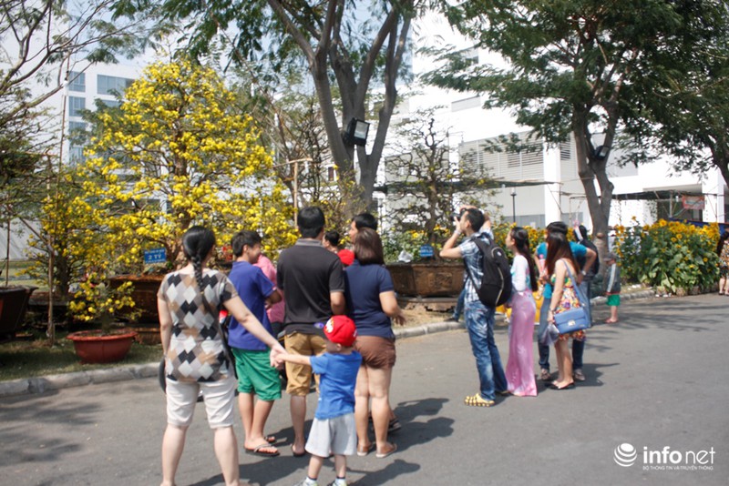 Mai vàng “triệu cây có một” giá 2 tỷ ở Sài Gòn - ảnh 8