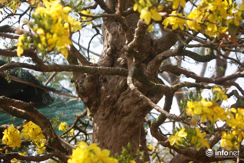 Mai vàng “triệu cây có một” giá 2 tỷ ở Sài Gòn - ảnh 7