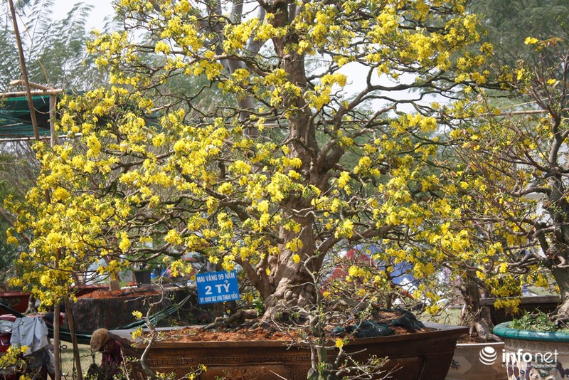 Mai vàng “triệu cây có một” giá 2 tỷ ở Sài Gòn - ảnh 1