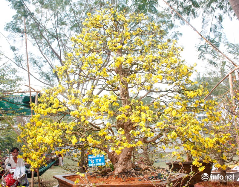 Mai vàng “triệu cây có một” giá 2 tỷ ở Sài Gòn - ảnh 2