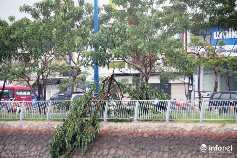TP.HCM: Mưa giông cây đổ la liệt, 1 người bị thương - ảnh 11