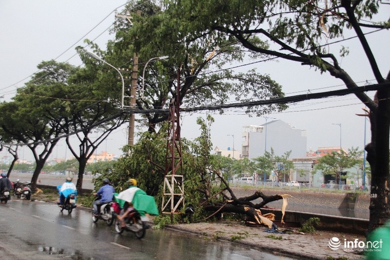 TP.HCM: Mưa giông cây đổ la liệt, 1 người bị thương - ảnh 8