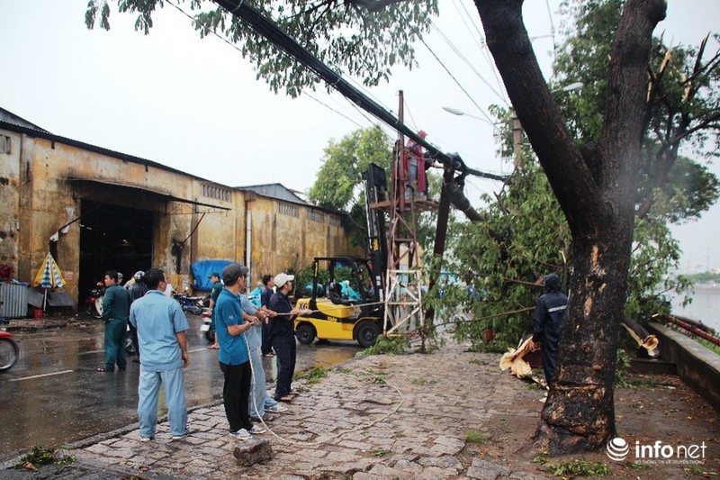 TP.HCM: Mưa giông cây đổ la liệt, 1 người bị thương - ảnh 10