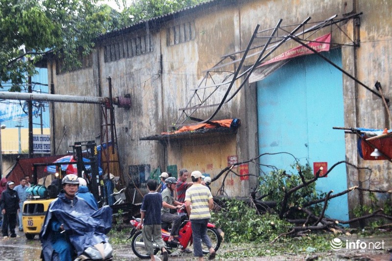 TP.HCM: Mưa giông cây đổ la liệt, 1 người bị thương - ảnh 5