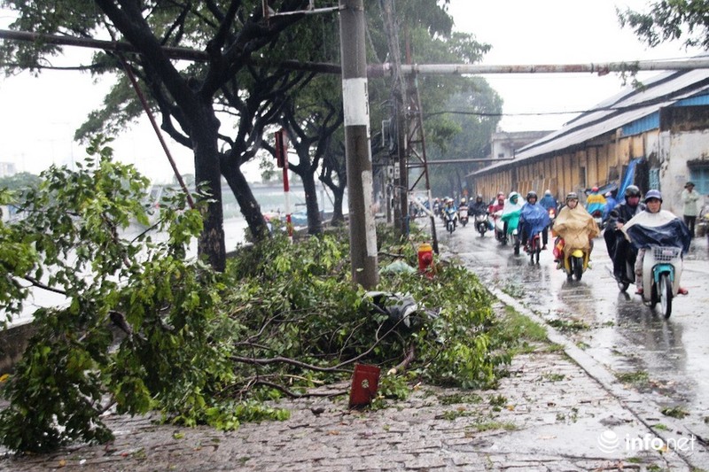 TP.HCM: Mưa giông cây đổ la liệt, 1 người bị thương - ảnh 6
