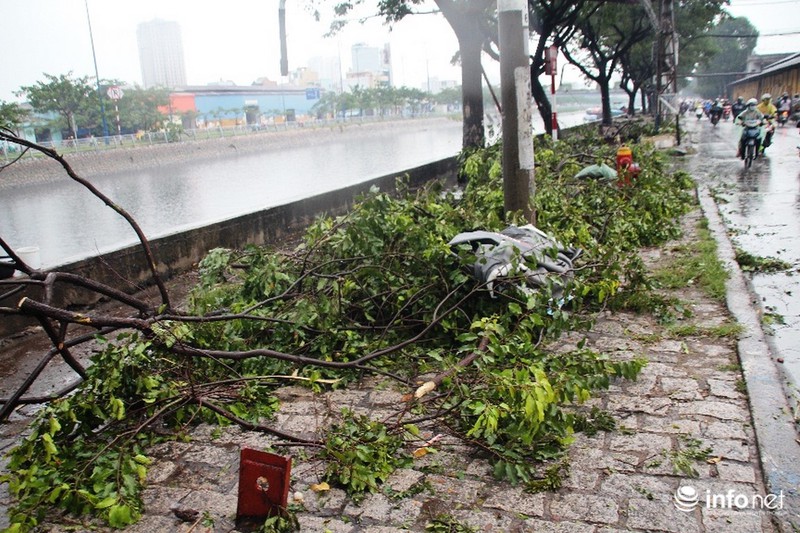 TP.HCM: Mưa giông cây đổ la liệt, 1 người bị thương - ảnh 7