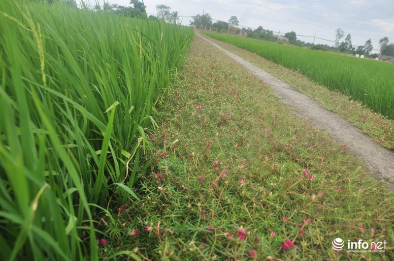 Mê mẩn con đường hoa mười giờ thơ mộng của hai vợ chồng lão nông - ảnh 8