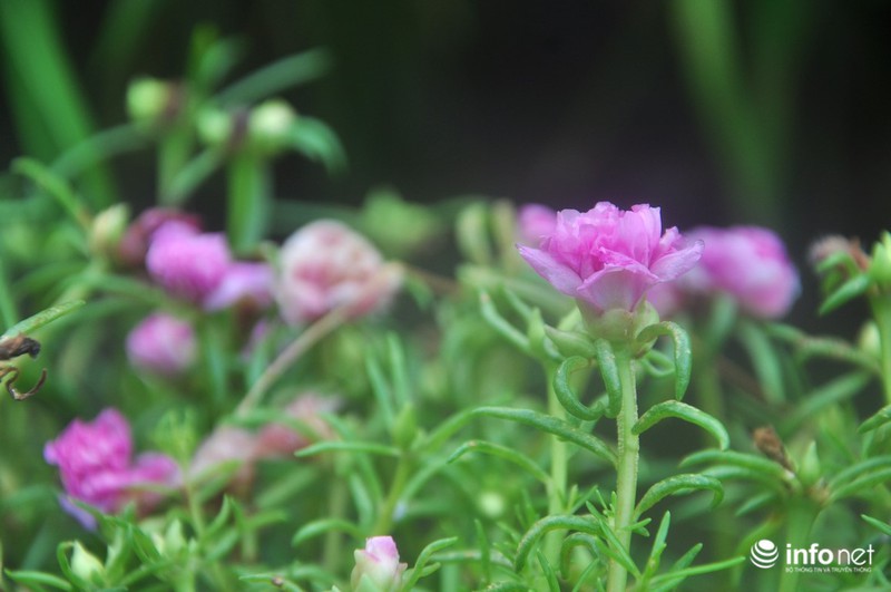 Mê mẩn con đường hoa mười giờ thơ mộng của hai vợ chồng lão nông - ảnh 5