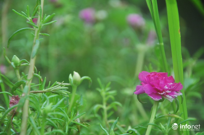 Mê mẩn con đường hoa mười giờ thơ mộng của hai vợ chồng lão nông - ảnh 6