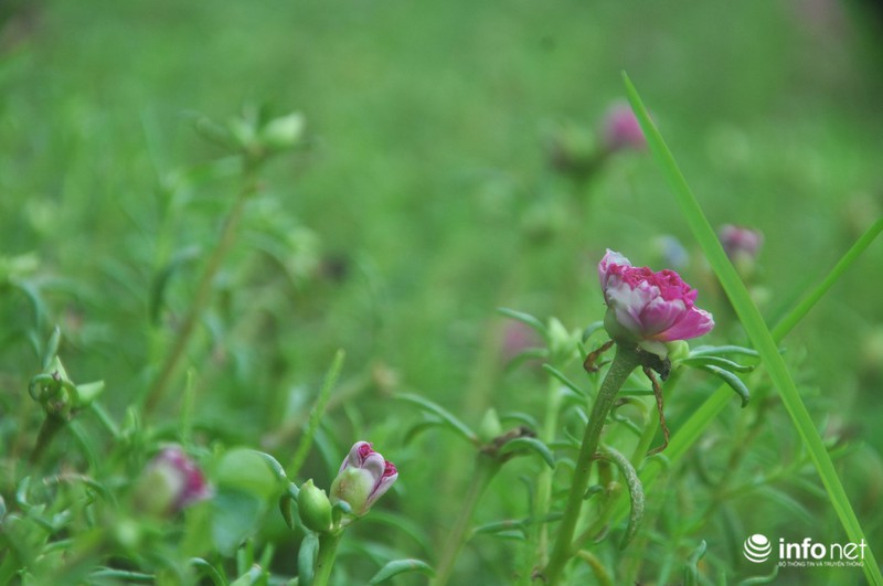 Mê mẩn con đường hoa mười giờ thơ mộng của hai vợ chồng lão nông - ảnh 7