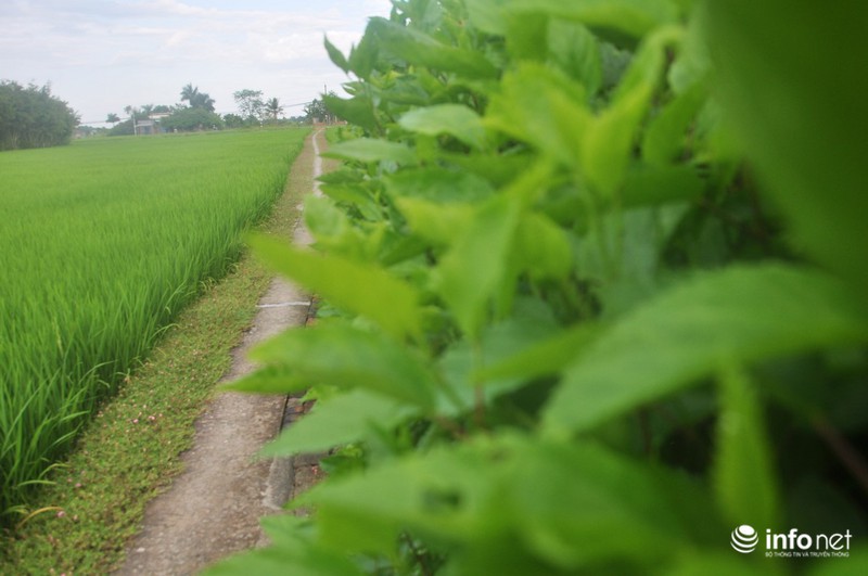 Mê mẩn con đường hoa mười giờ thơ mộng của hai vợ chồng lão nông - ảnh 4