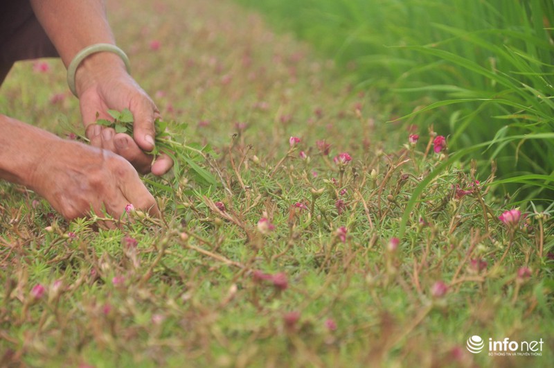 Mê mẩn con đường hoa mười giờ thơ mộng của hai vợ chồng lão nông - ảnh 12